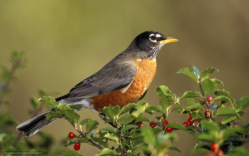 American Robin on Branch — Green, Calm, Afternoon, Photograph