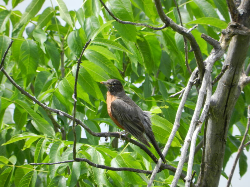 American Robin on Branch — Green, Calm, Afternoon