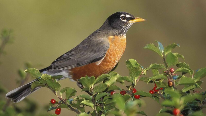 American Robin on Branch — Green, Calm, Autumn, Photograph