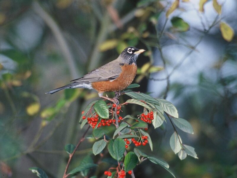 American Robin on Branch — Green, Calm, Autumn