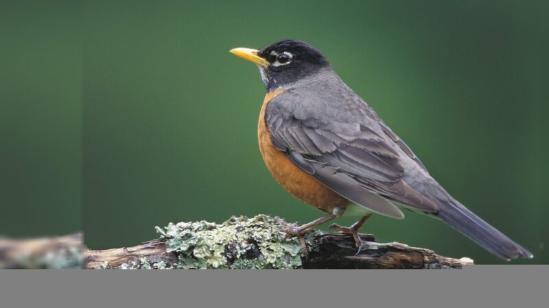 American Robin on Branch — Green, Calm