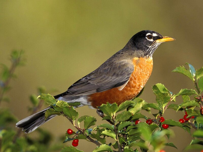 American Robin on Branch — Green