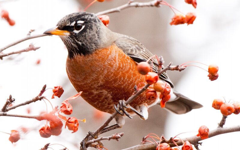 American Robin on Branch — Orange, Calm, Autumn