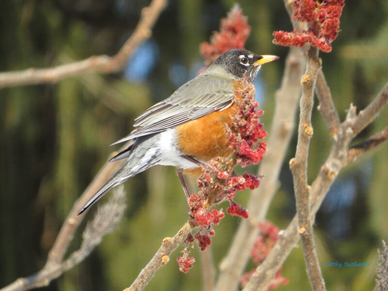 American Robin on Branch — Orange, Calm, Spring