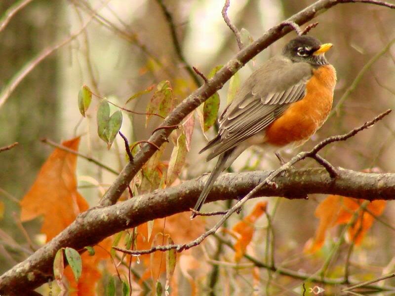 American Robin on Branch — Orange, Calm