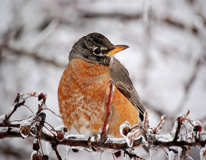 American Robin on Branch — Orange, Cold