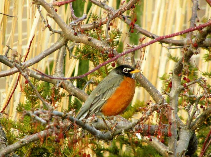 American Robin on Branch — Orange