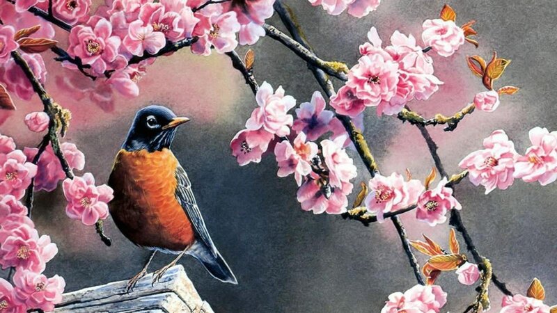 American Robin on Branch — Pink, Serene