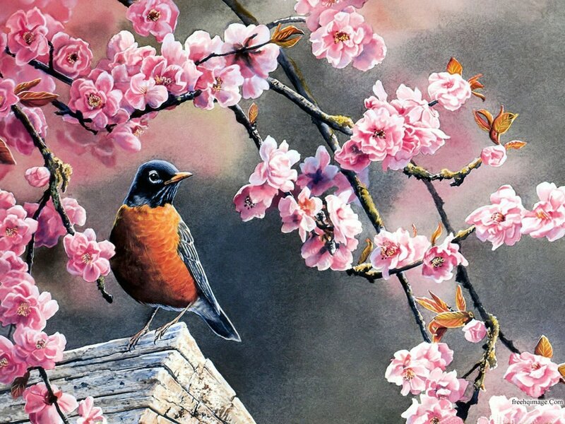 American Robin on Branch — Pink