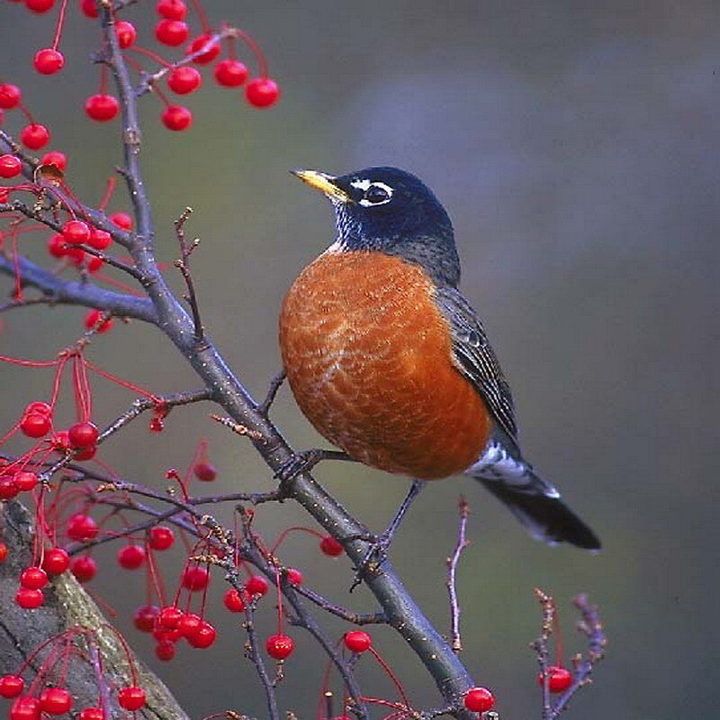 American Robin on Branch — Red, Calm, Autumn