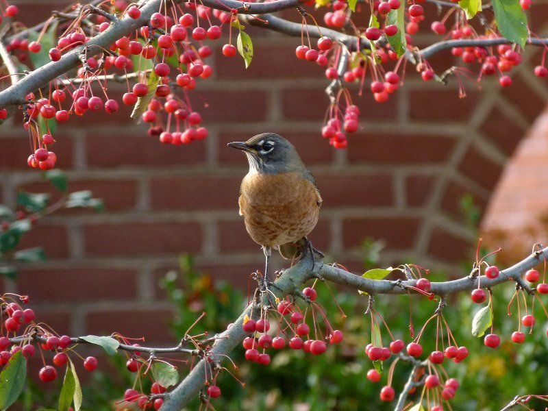 American Robin on Branch — Red, Calm