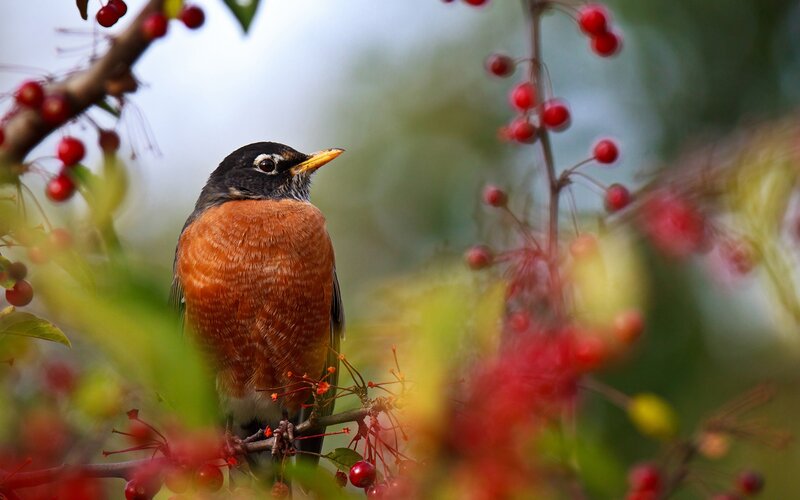 American Robin on Branch — Red, Serene, Autumn, Photograph