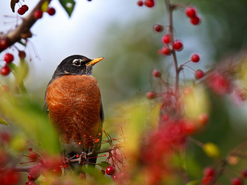 American Robin on Branch — Red, Serene, Autumn