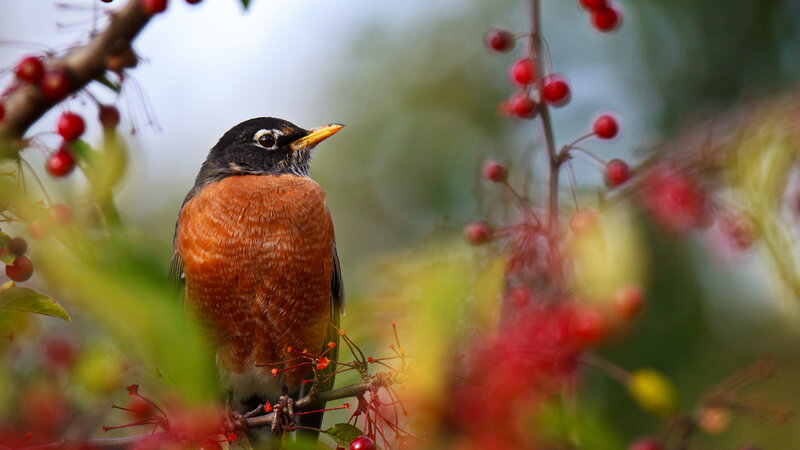 American Robin on Branch — Red, Serene