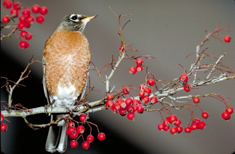 American Robin on Branch — Red
