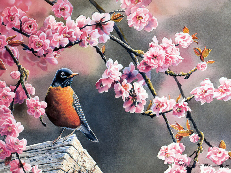 American Robin on Branch