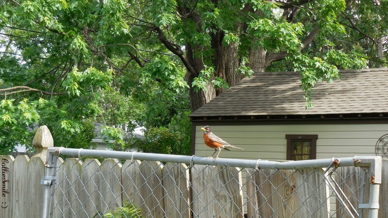American Robin on Fence — Green