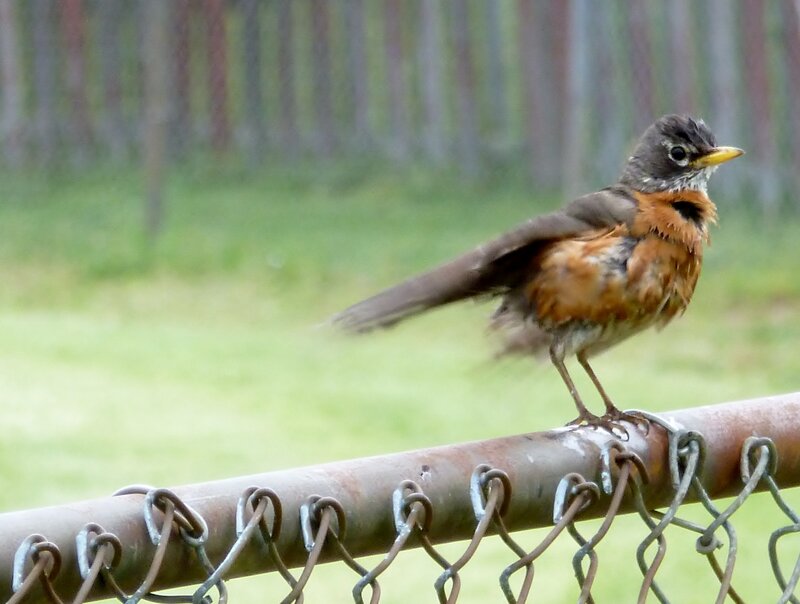 American Robin on Fence