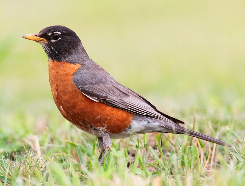 American robin on grass