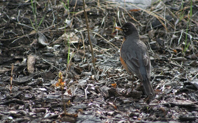 American Robin on Ground — Brown