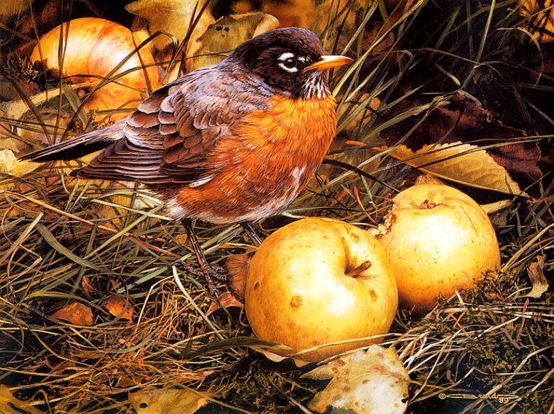 American Robin on Ground