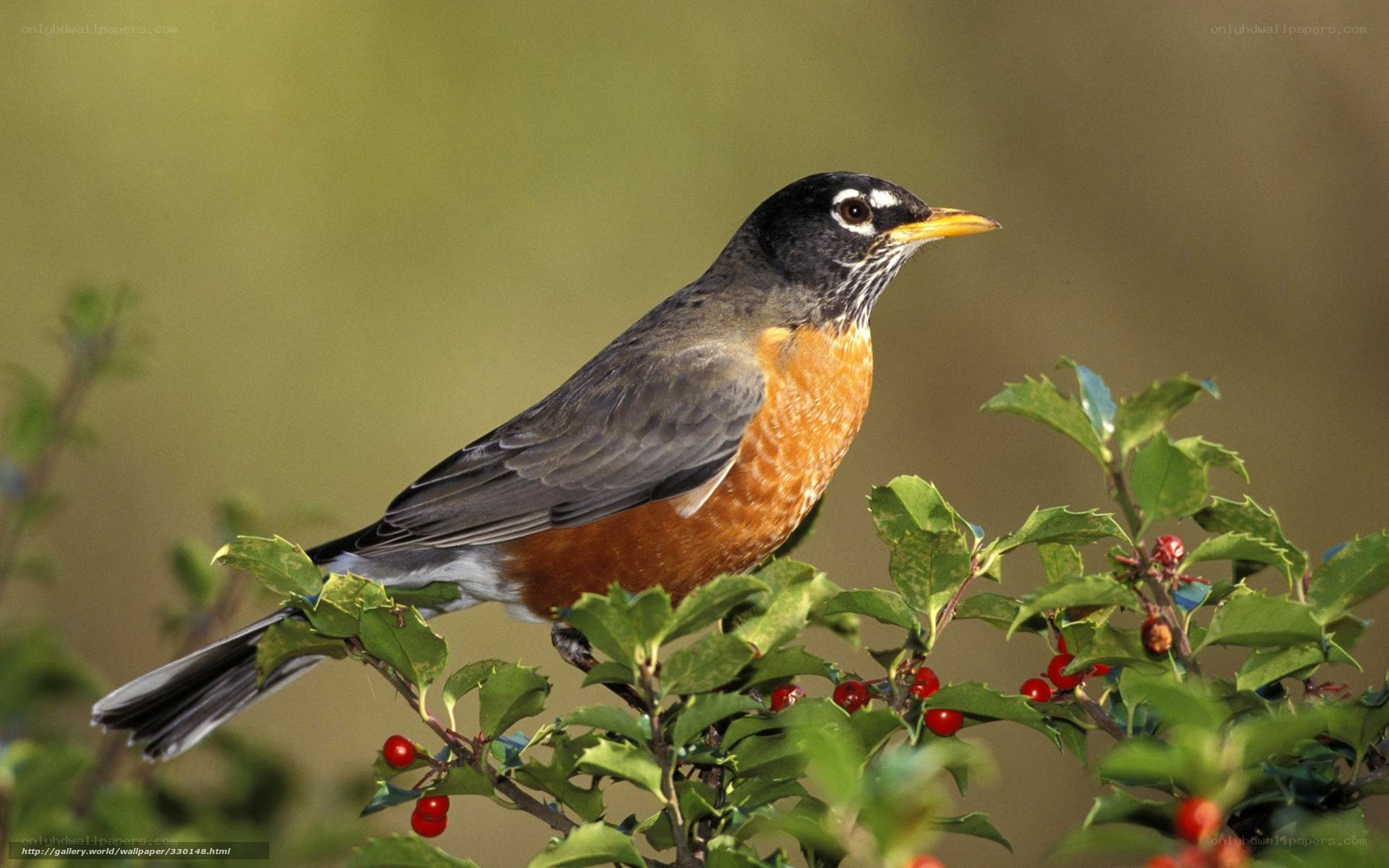 American robin on holly branch