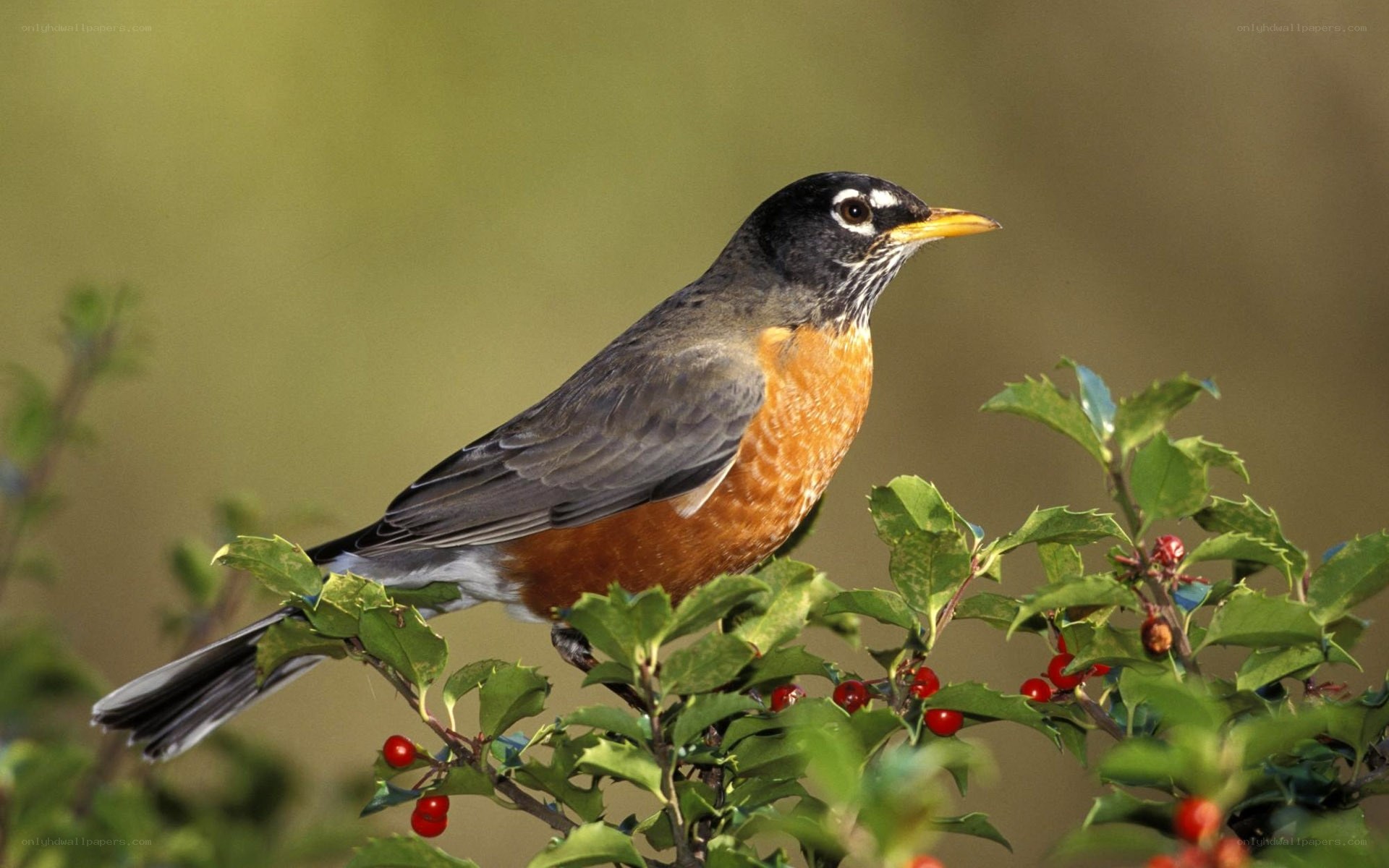 American robin on holly branch