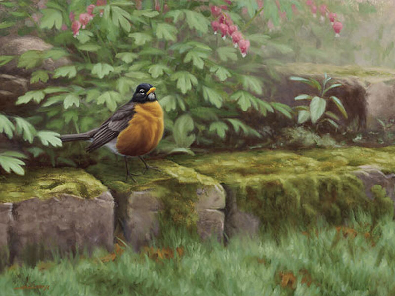 American Robin on Mossy Stone