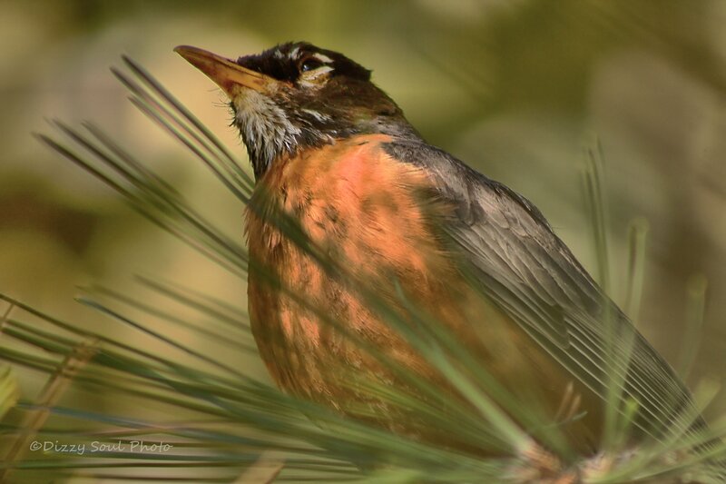 American Robin on Pine Branch