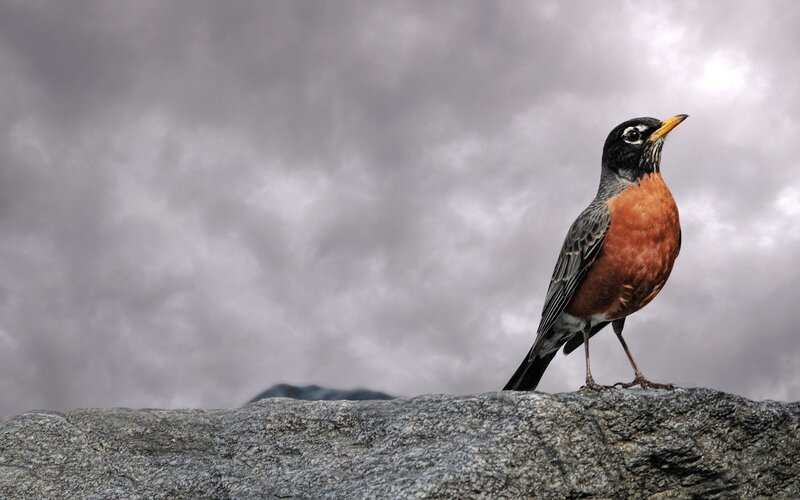 American Robin on Rock — Gray, Dramatic