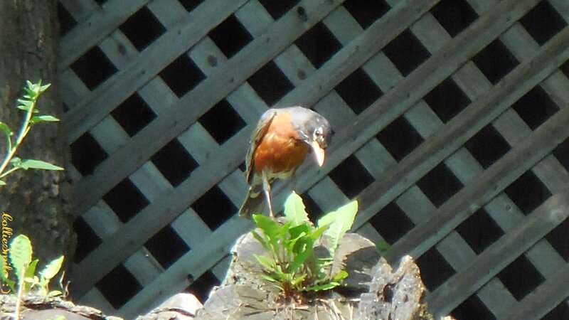 American Robin on Rock