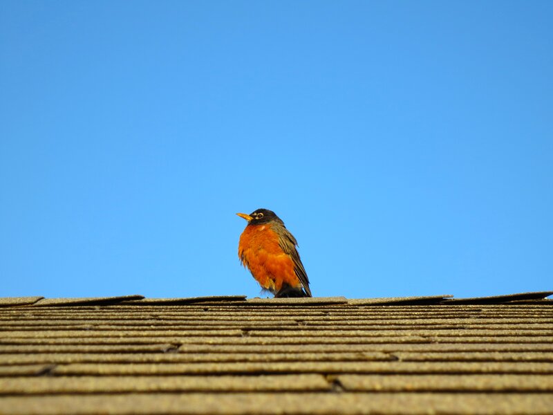 American Robin on Roof — Blue