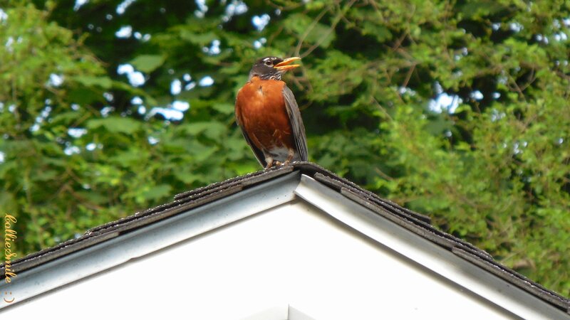 American Robin on Roof — Green