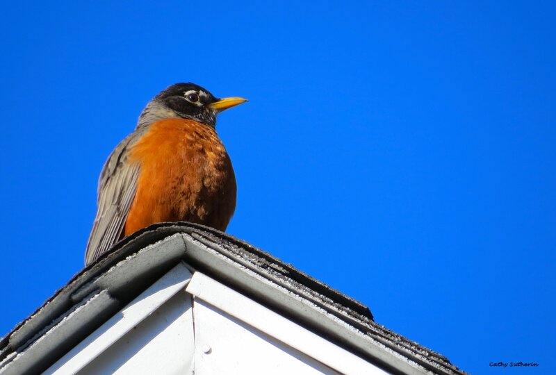 American Robin on Roof