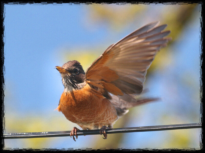 American Robin on Wire — Blue, Calm