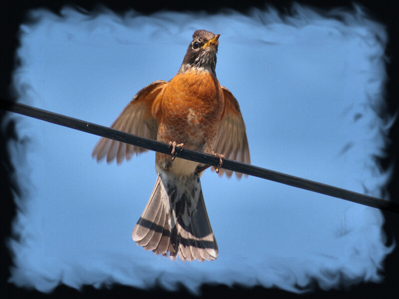 American Robin on Wire — Blue