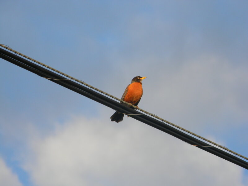 American Robin on Wire