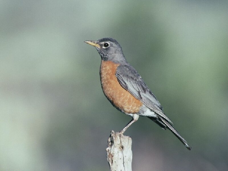 American Robin Perched