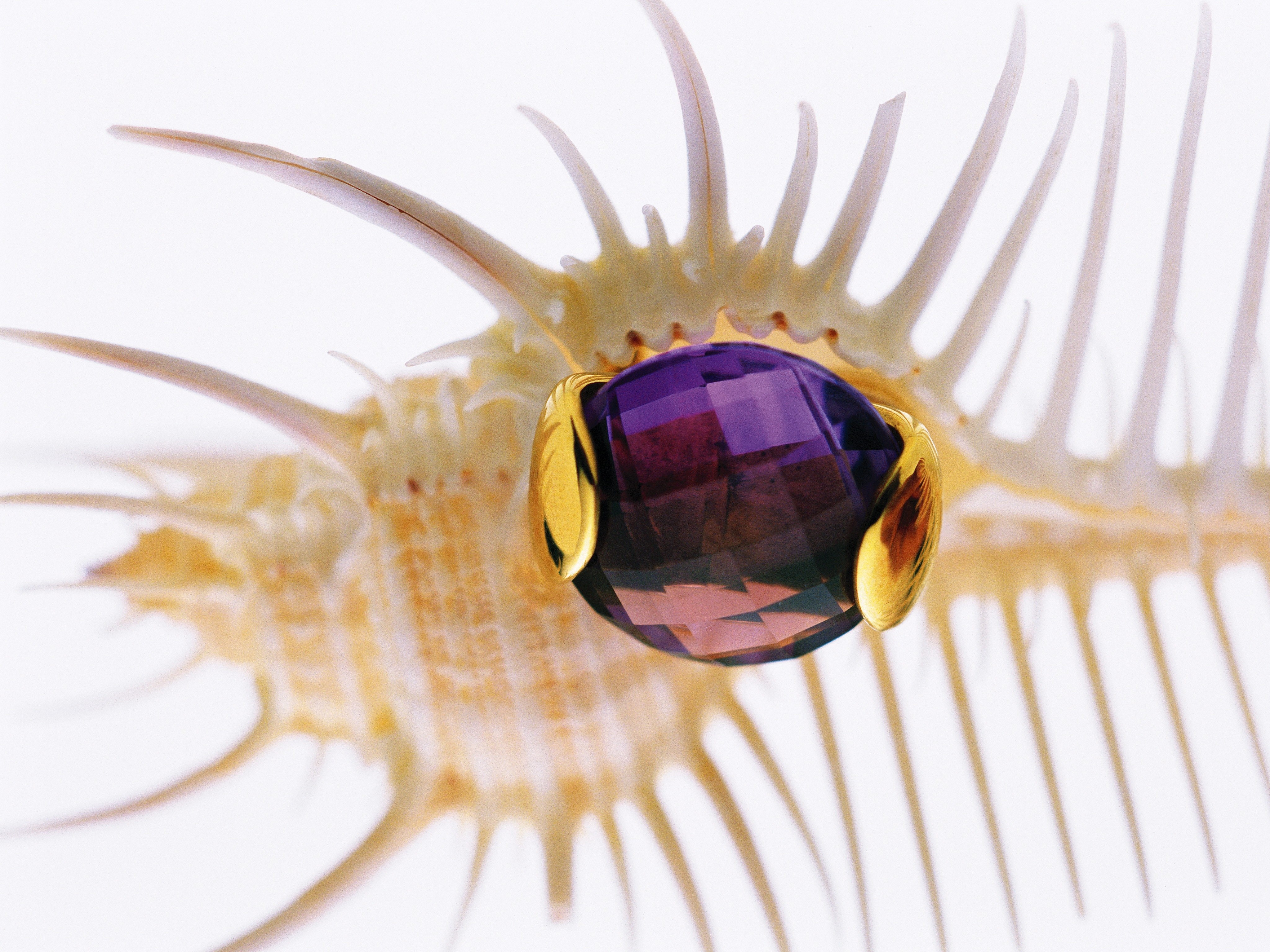 Amethyst ring on seashell