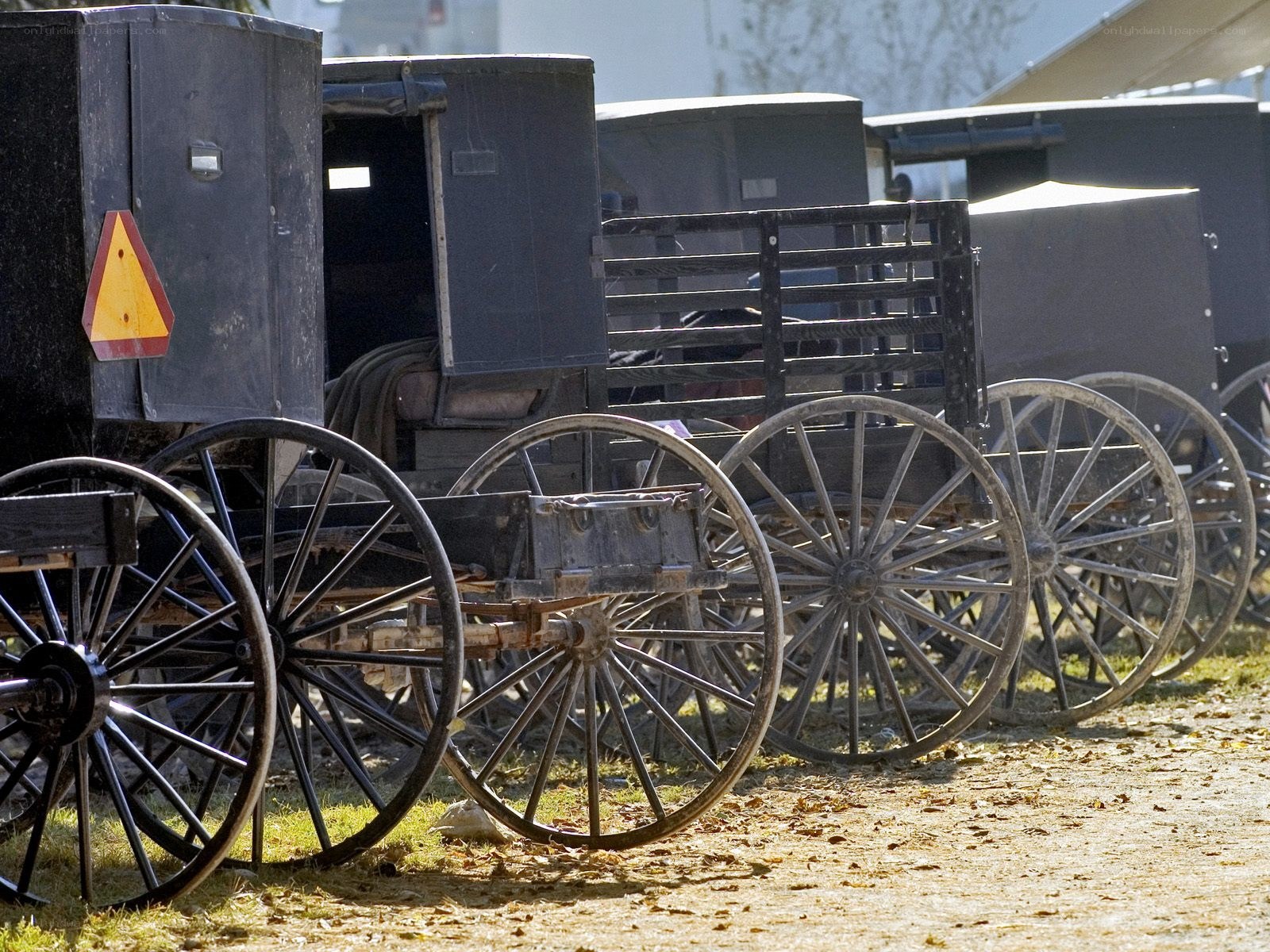 Amish buggies in a row
