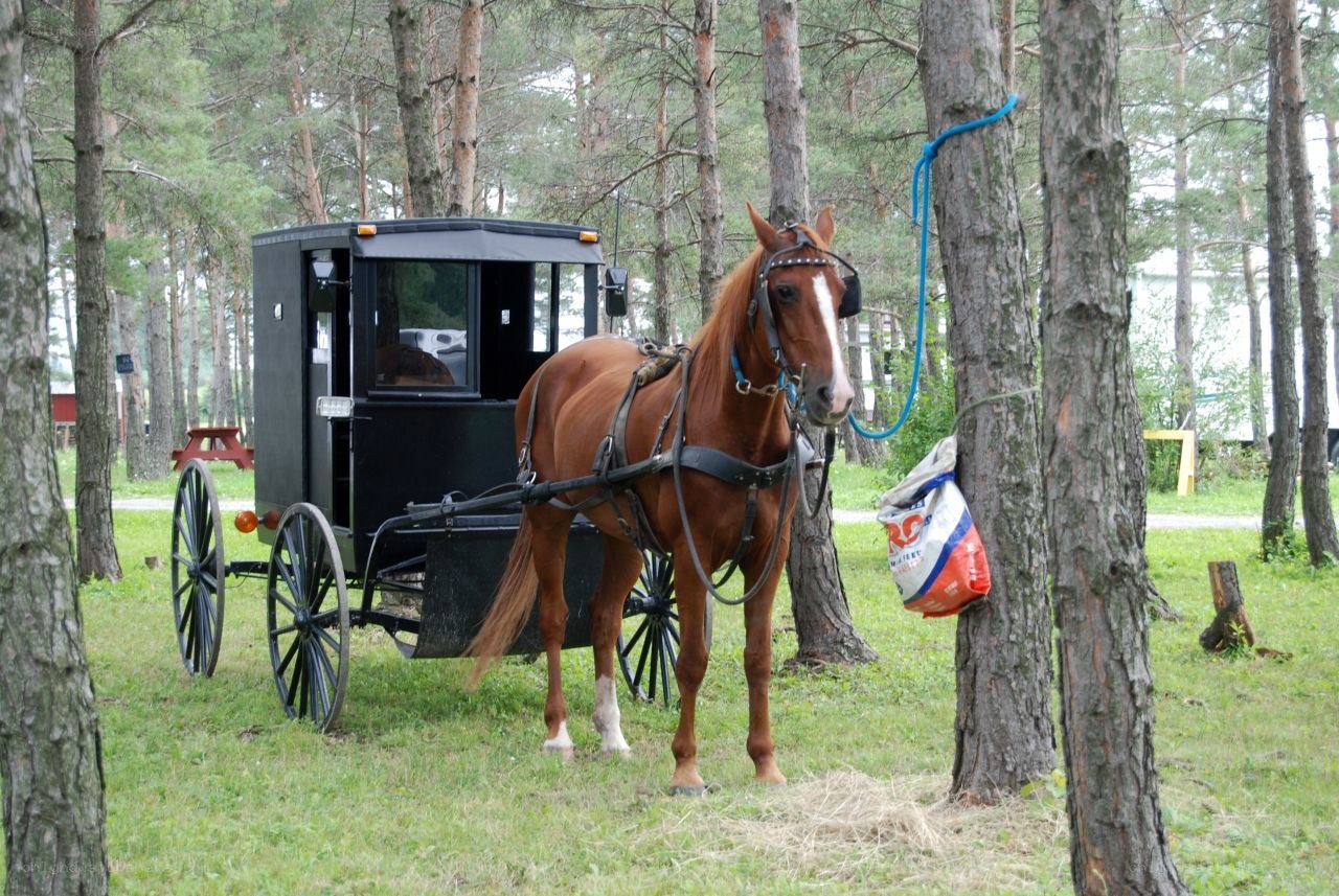 Amish buggy in forest