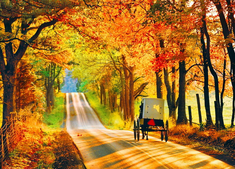 Amish Buggy on Road — Orange