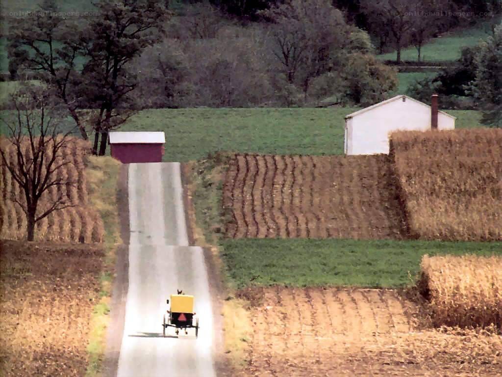 Amish buggy on rural road