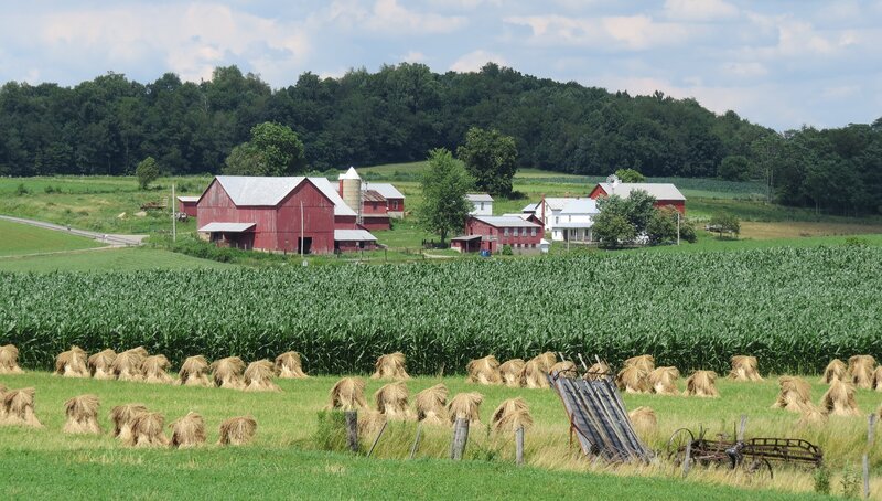 Amish Farm in Cornfield