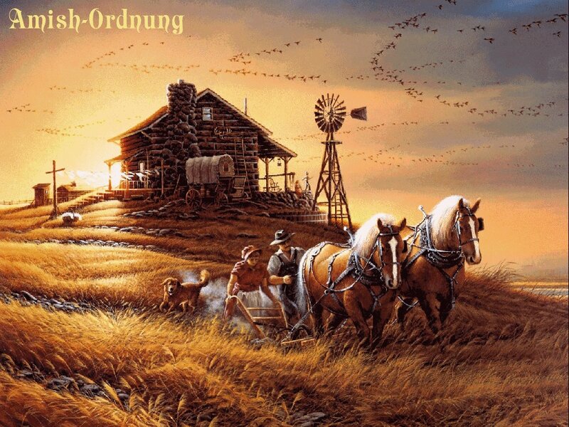 Amish Farmers Plowing