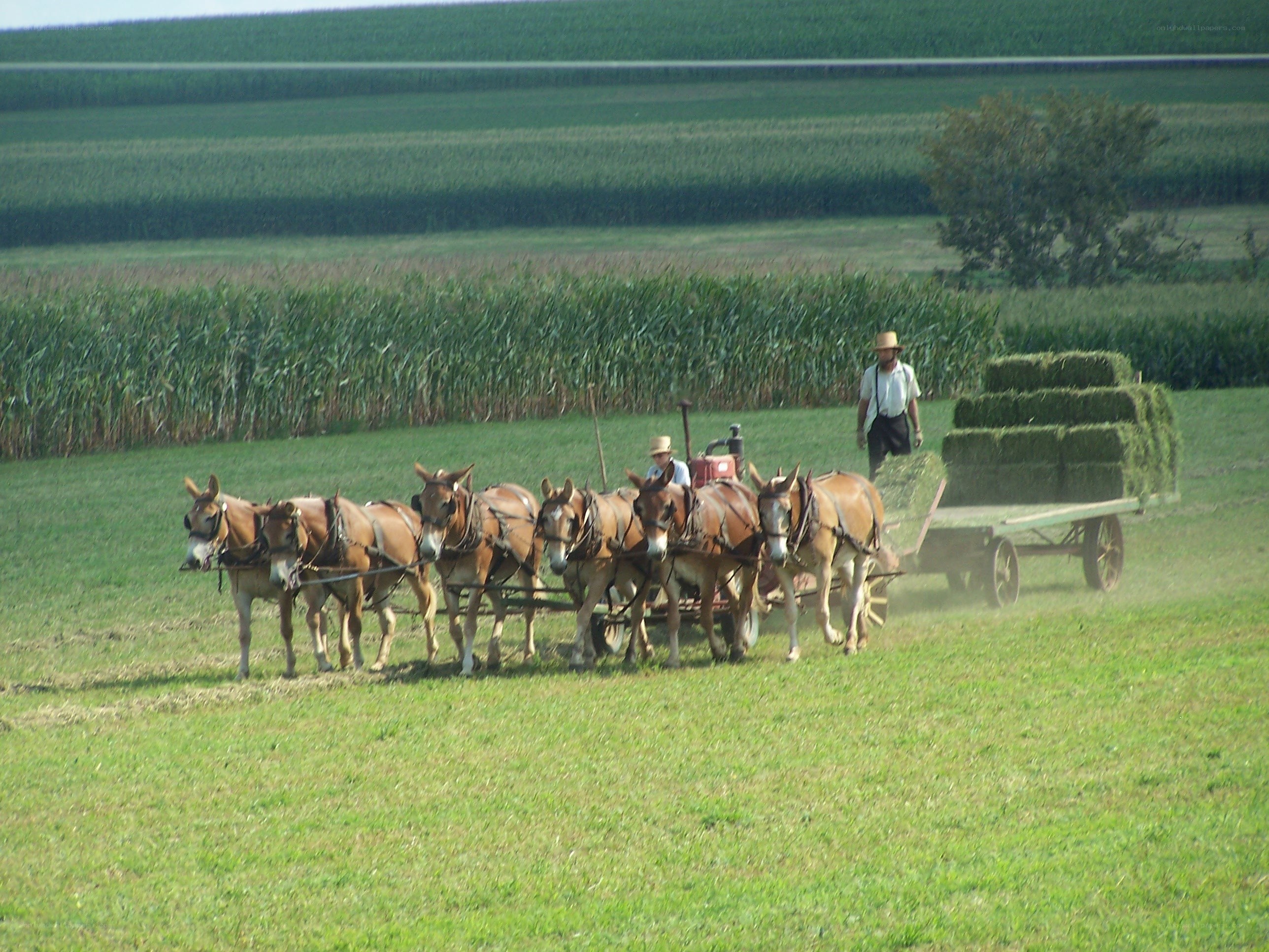 Amish men harvesting hay