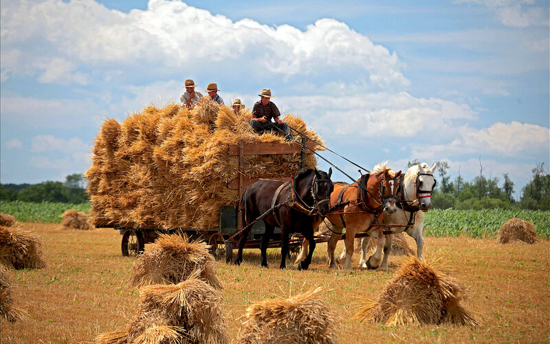 Amish Men on Hay Wagon