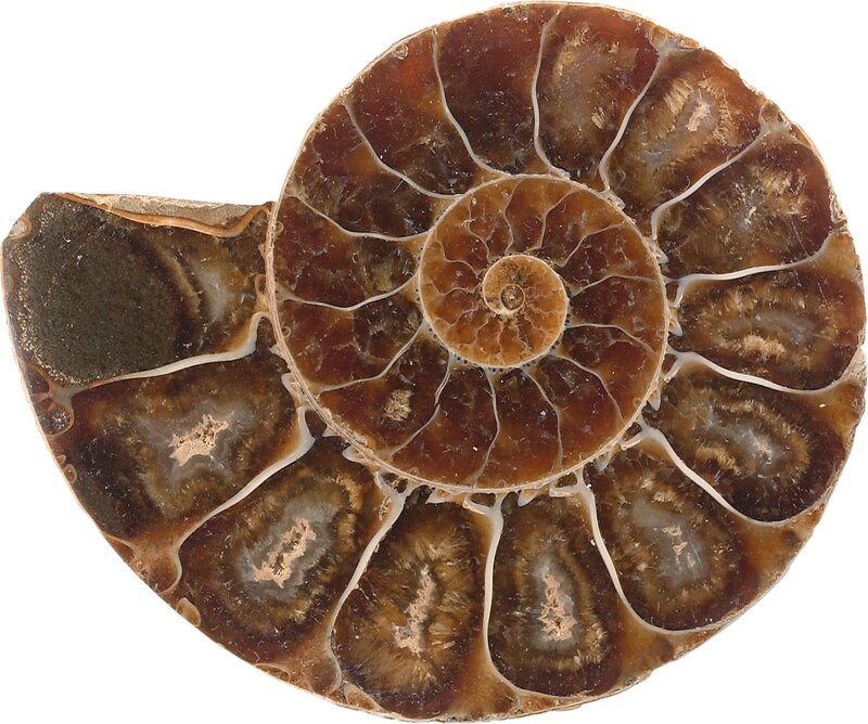 Ammonite fossil cross-section