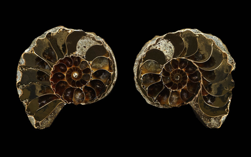 Ammonite fossil cross-sections