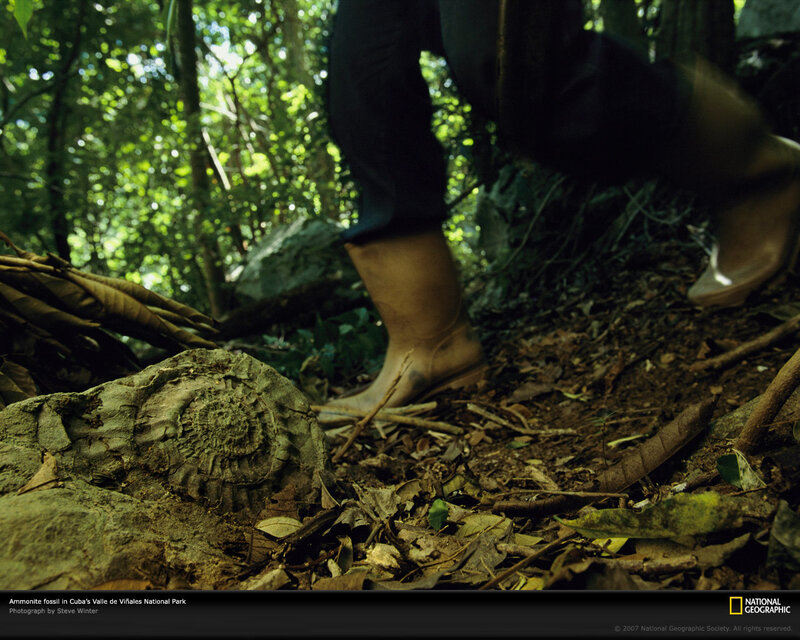 Ammonite fossil in Cuban forest